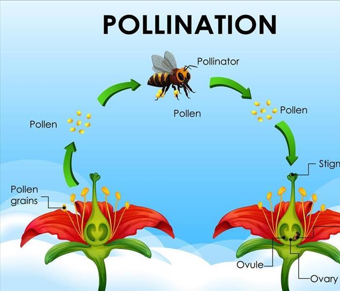 pollination cycle with bees